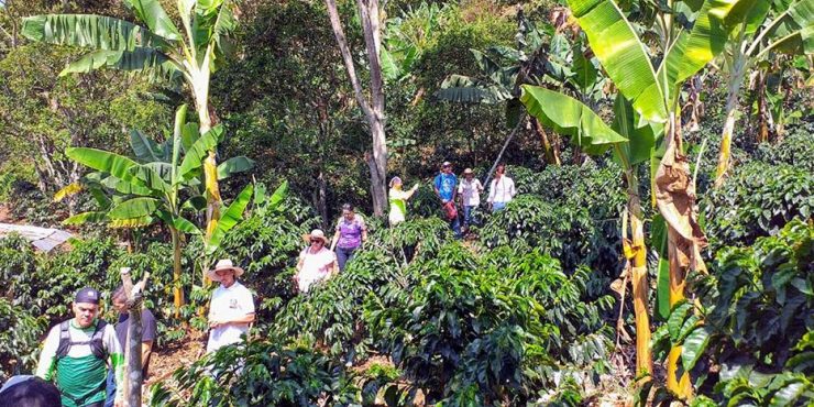 Experiencia Caficultor por un Día – Tour Cultural y Natural