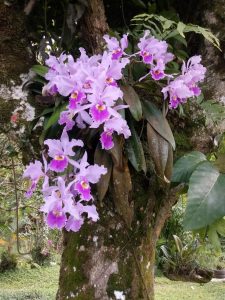 Valdivia Antioquia En Valdivia Hay Más De 30 Variedades De Orquídeas