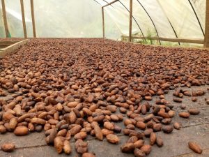 Valdivia Antioquia Marquesina Para Secar Cacao