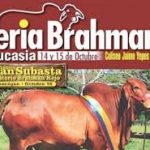 Feria Brahman - Caucasia - Antioquia