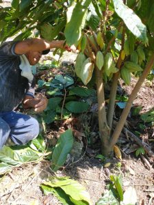 Cultivo de Cacao - Briceño - Antioquia