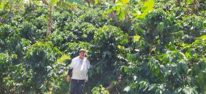El café en su cultivo y cosecha - Briceño - Antioquia