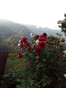 Flores y jardines en Briceño, Antioquia