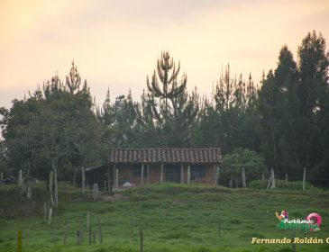 Amancer - Norte Antioquia - FRCH - DSC_0047 - A -