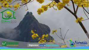 Imágenes de Támesis Antioquia