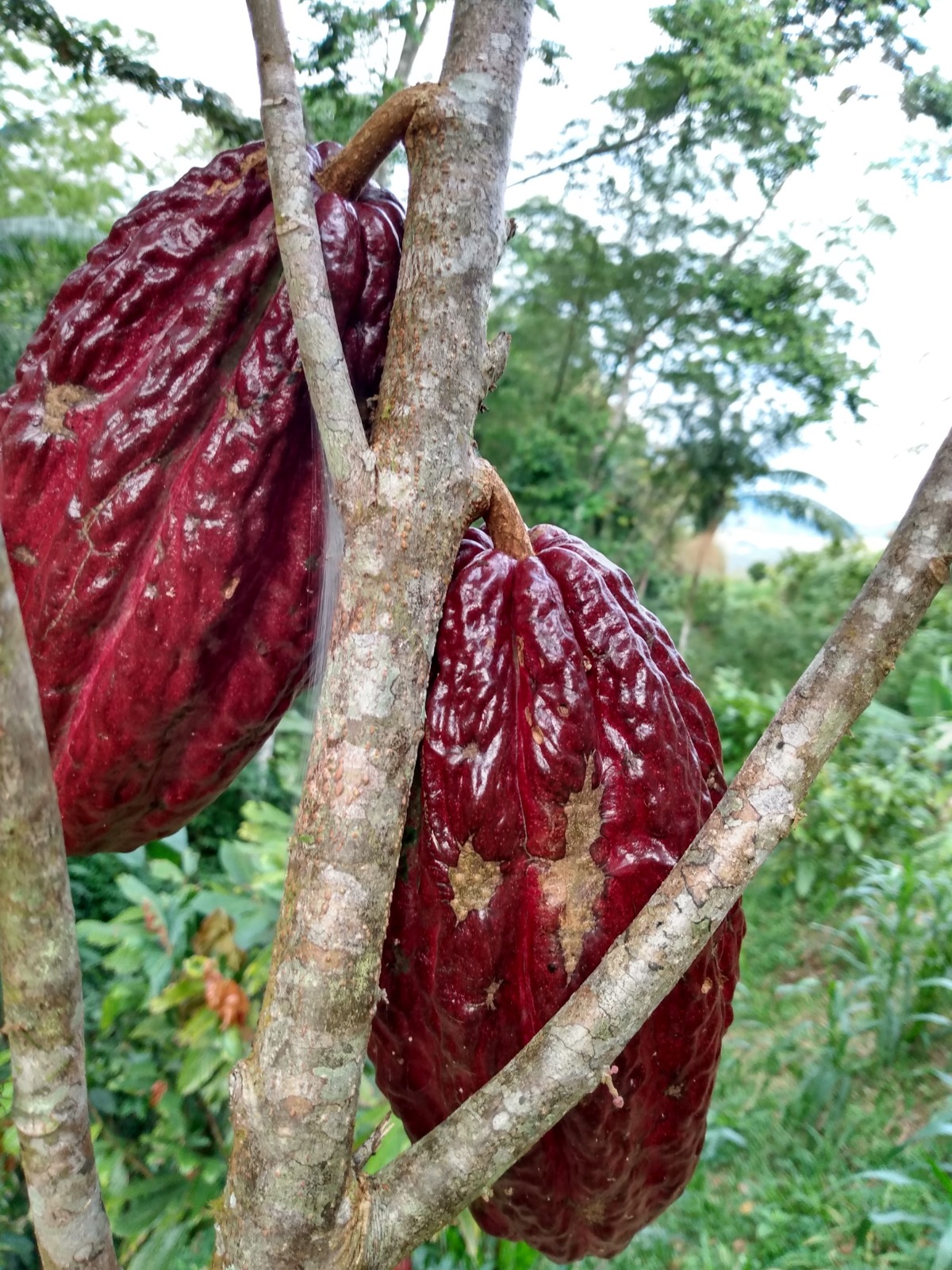 Cacao - Origen Reserva Natural - San Rafael Antioquia