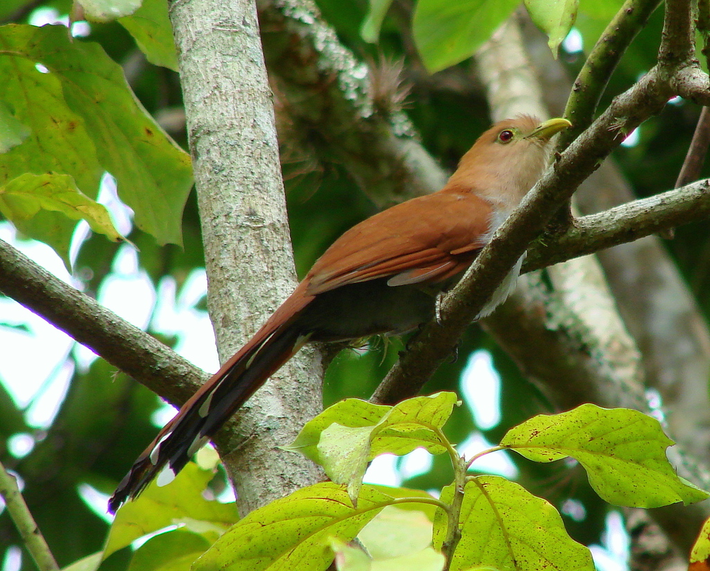 Pájaro - San Rafael - Antioquia