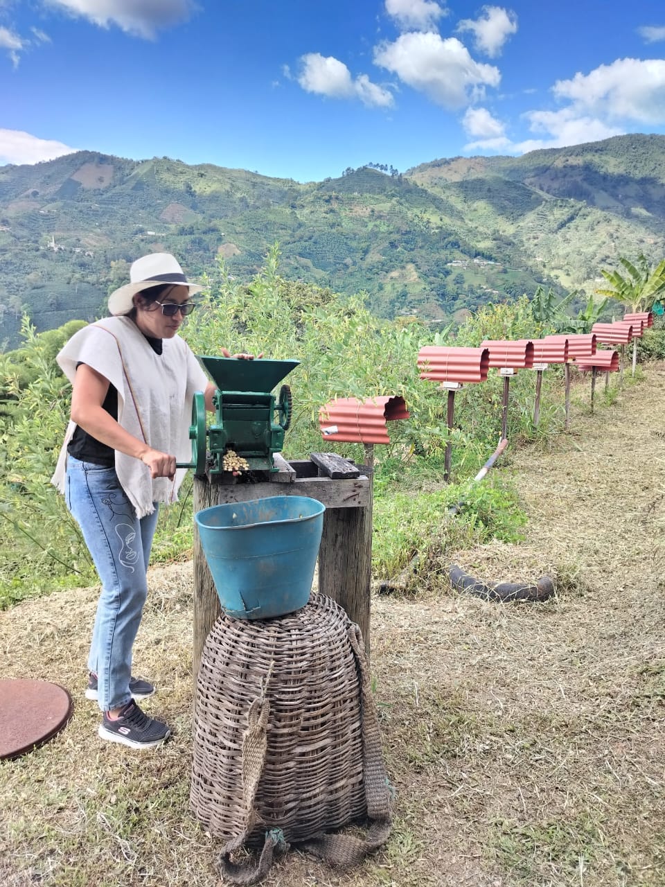 Despulpando el café - Café del Jardín