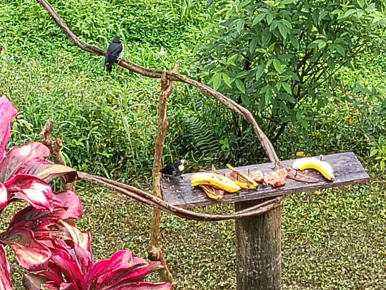 Pájaros - Café del Jardín - Antioquia