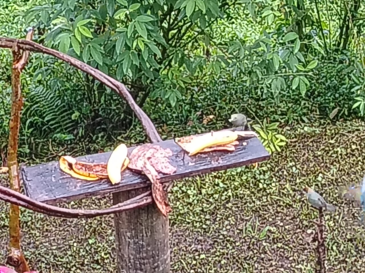 Pájaros 2 - Café del Jardín - Antioquia