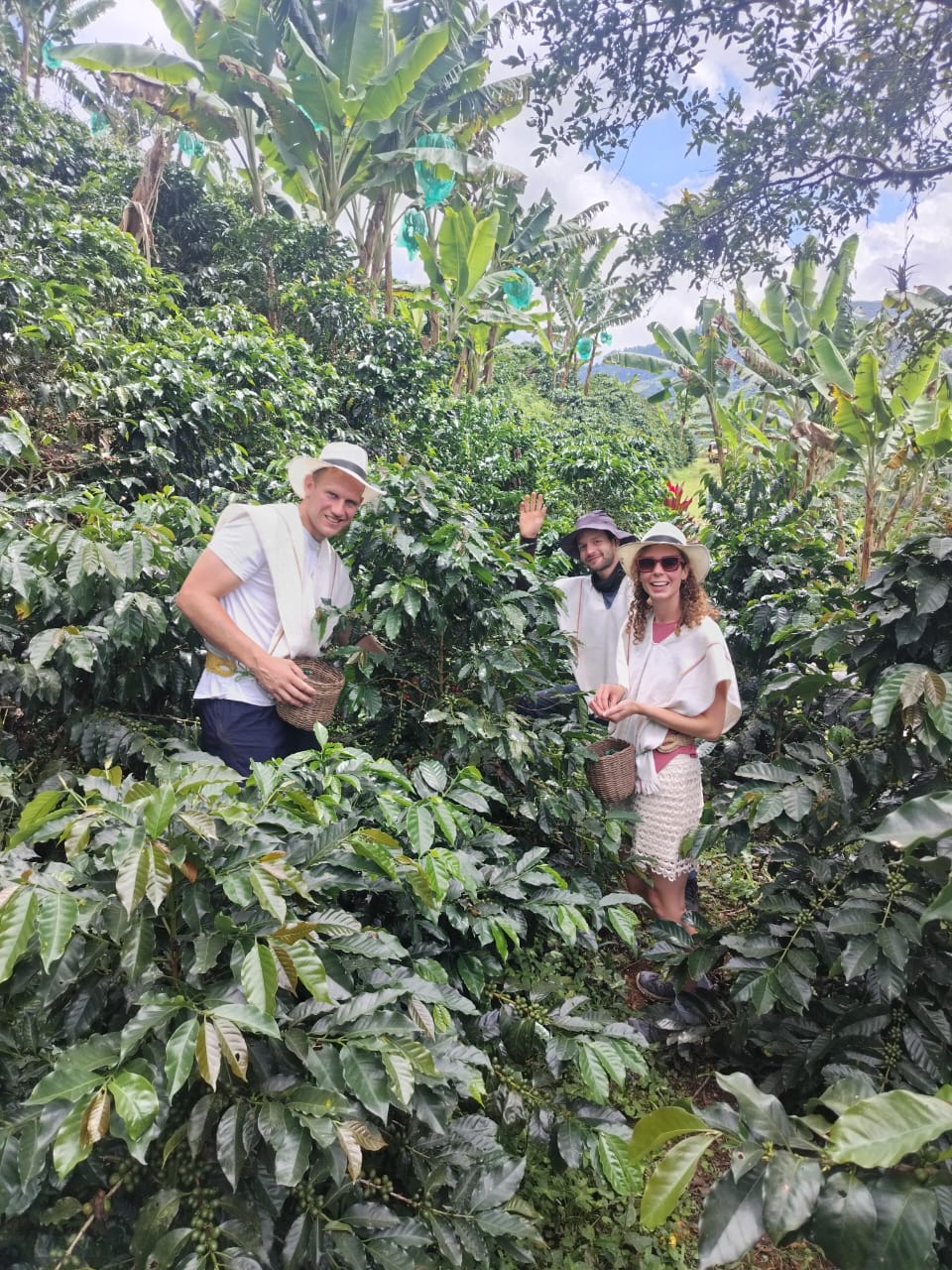 Cafetal - Café del Jardín - Antioquia