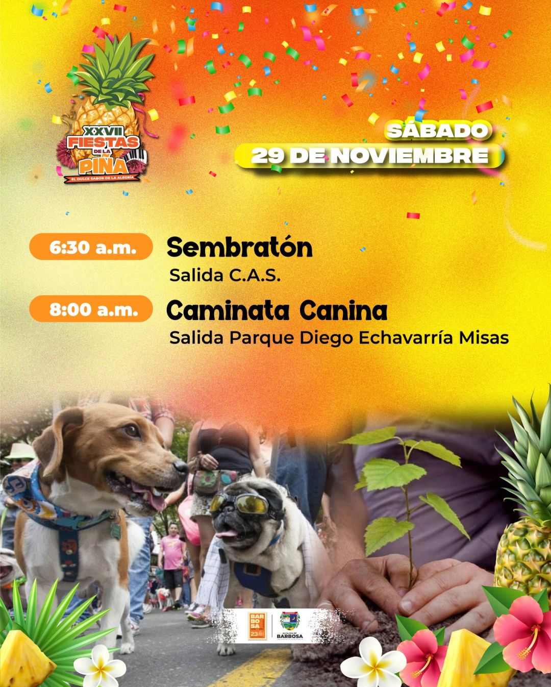 Fiestas de la Piña 2025 - Barbosa Antioquia - 1